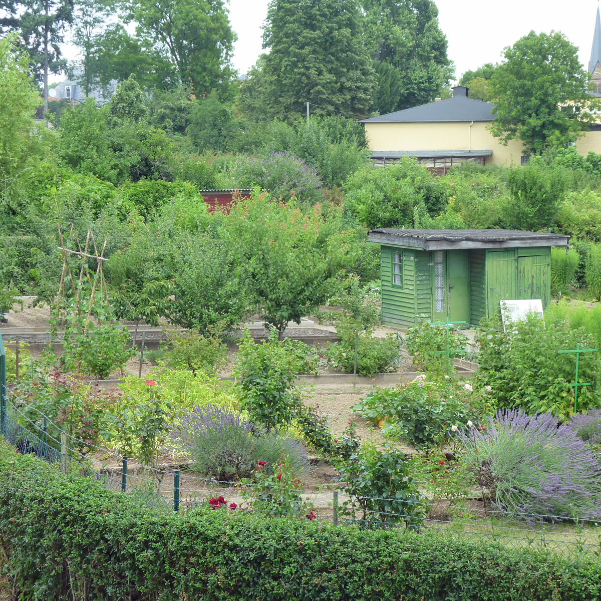 Römerstadt_Kleingarten