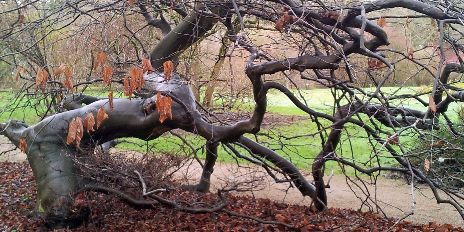 Botanischer Garten Darmstadt_Suentelbusch Botanischer Garten Darmstadt_Suentelbusch