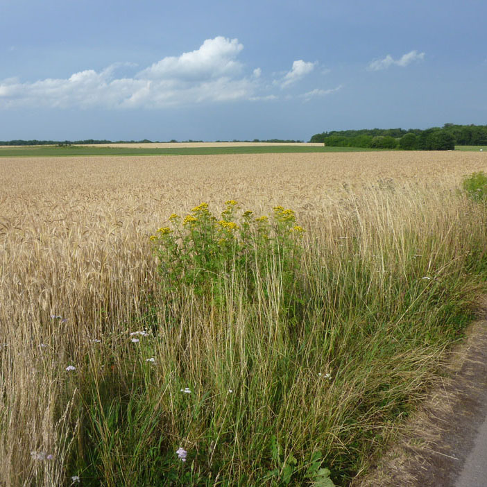 Oberfeld_Juli 2010