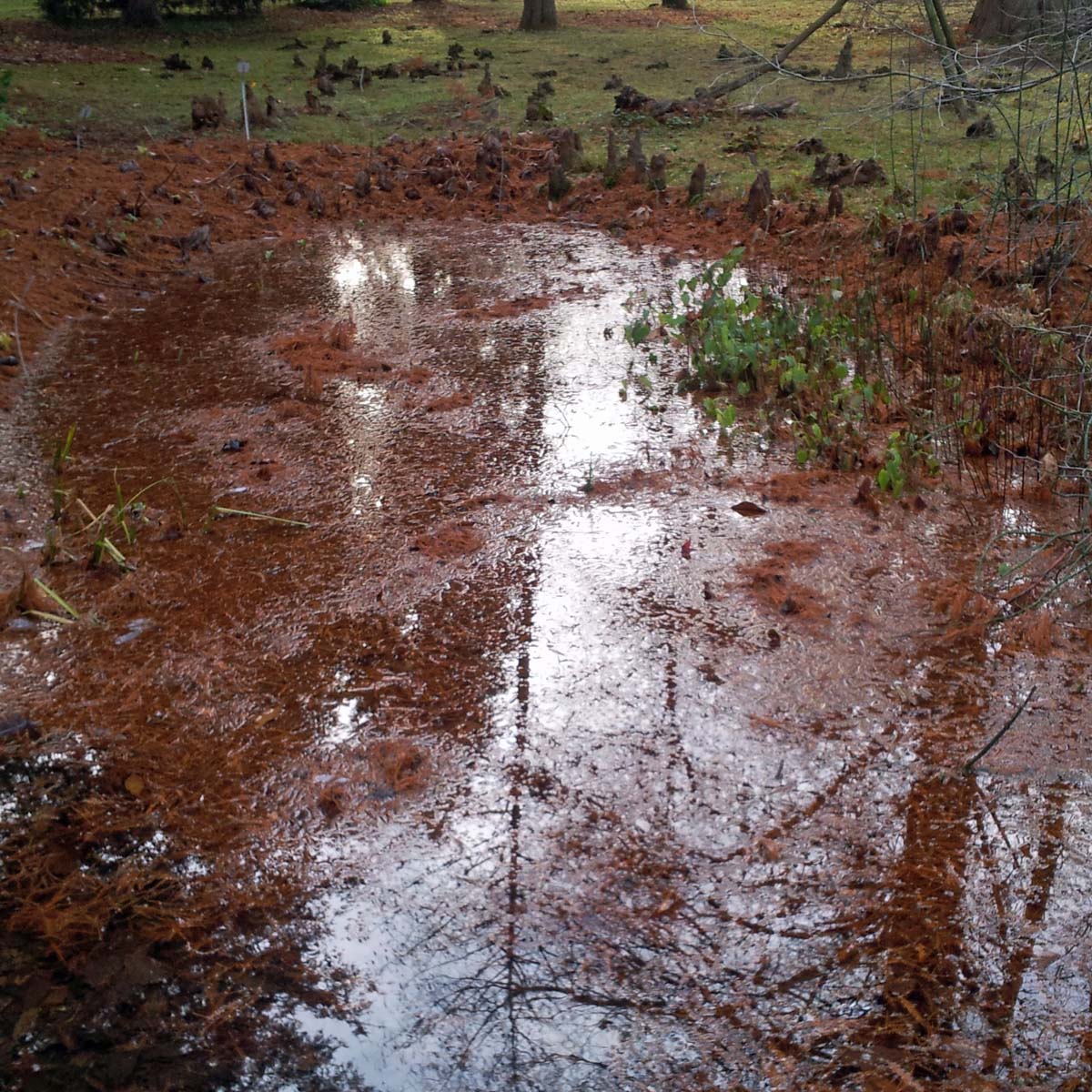 Botanischer Garten Darmstadt_Teich