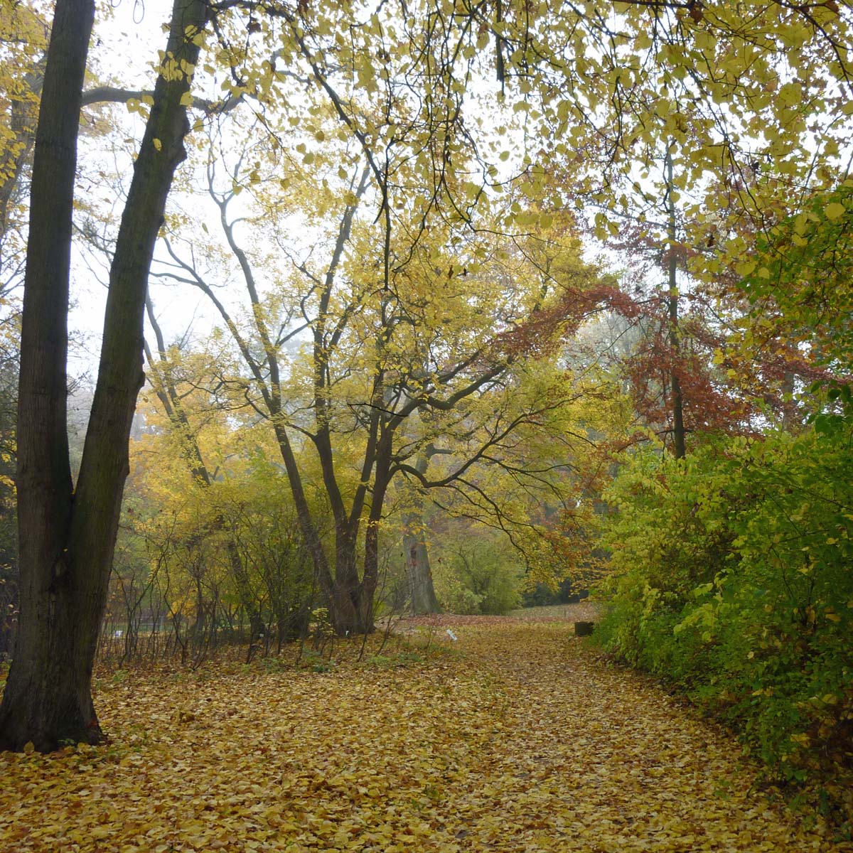 Botanischer Garten Darmstadt_Herbstweg